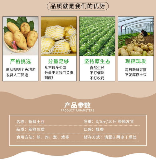 新鮮現挖大土豆 黃心洋芋的食用與批發價值